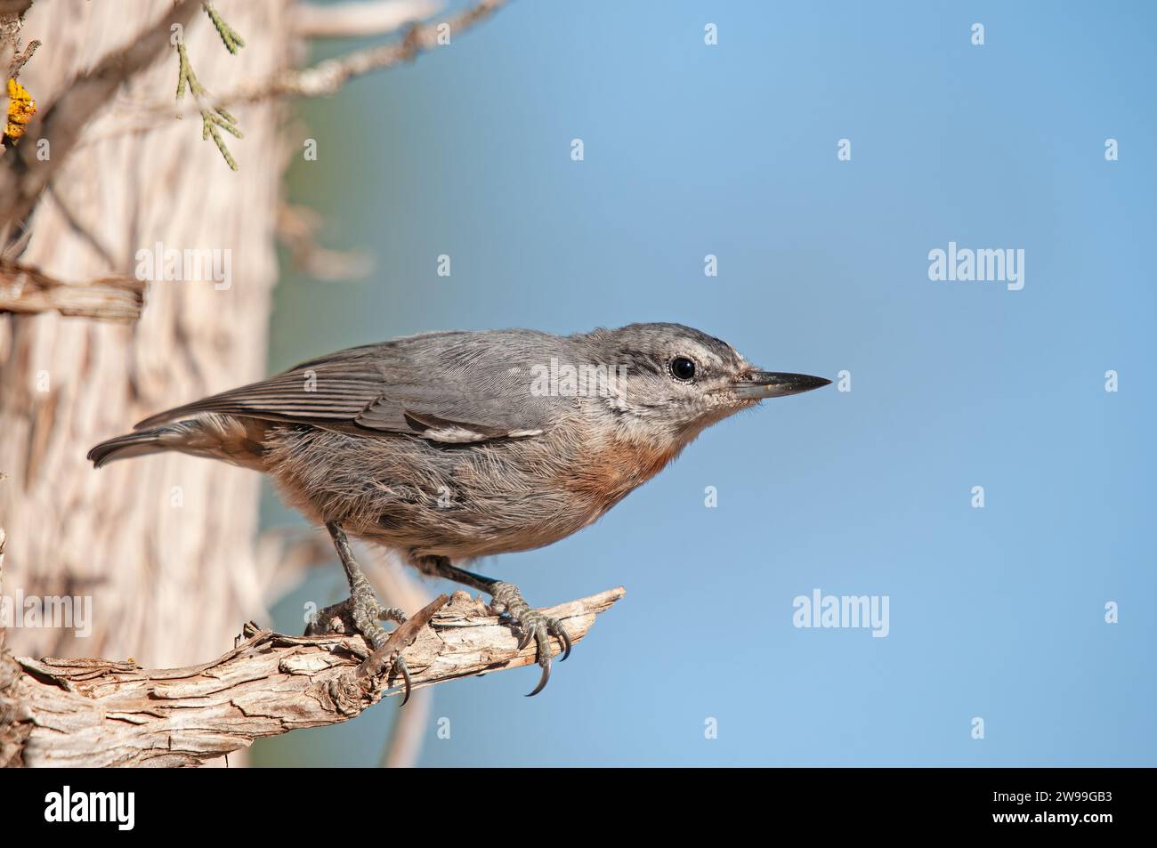 Bird species endemic to Anatolia. Krüper`s Nuthatch, Sitta krueperi. Stock Photo